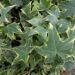 Hedera helix`Yellow Ripple`luuderohi foto Reelika Marrand 2