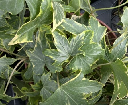Hedera helix`Yellow Ripple`luuderohi foto Reelika Marrand 3