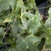 Hedera helix`Yellow Ripple`luuderohi foto Reelika Marrand 3