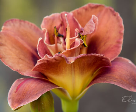 1861_9072_Hemerocallis_Double_Red_Royal_.JPG