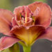 1861_9072_Hemerocallis_Double_Red_Royal_.JPG