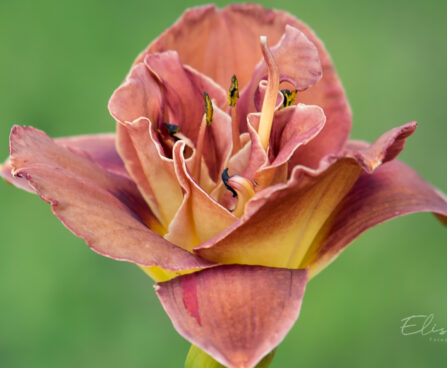 1861_9073_Hemerocallis_Double_Red_Royal__2.JPG