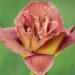 1861_9073_Hemerocallis_Double_Red_Royal__2.JPG