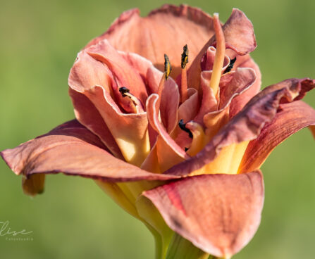 1861_9084_Hemerocallis_Double_Red_Royal_.JPG