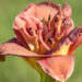 1861_9084_Hemerocallis_Double_Red_Royal_.JPG