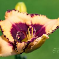 1868_8764_Hemerocallis_Ledgewood_Born_Free__2.JPG