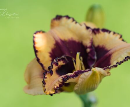 1868_8765_Hemerocallis_Ledgewood_Born_Free_.JPG