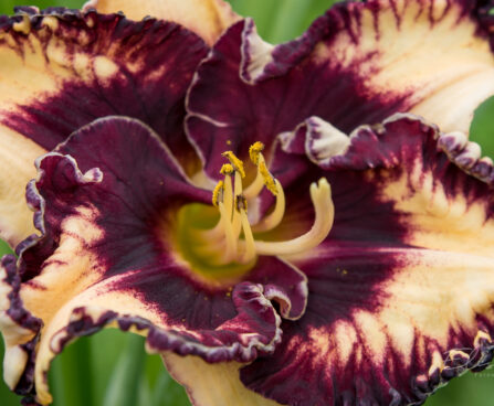 1868_8999_Hemerocallis_Ledgewood_Born_Free__2.JPG