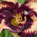 1868_8999_Hemerocallis_Ledgewood_Born_Free__2.JPG