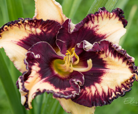 1868_9000_Hemerocallis_Ledgewood_Born_Free__3.JPG