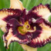 1868_9000_Hemerocallis_Ledgewood_Born_Free__3.JPG