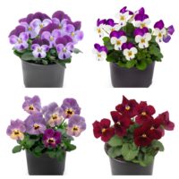 Petit-pere Foto Kanepi aiand