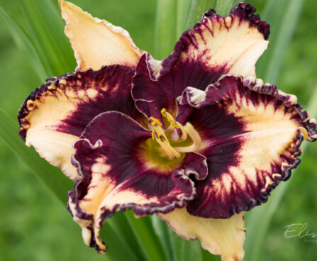 1868_9001_Hemerocallis_Ledgewood_Born_Free_.JPG