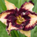 1868_9001_Hemerocallis_Ledgewood_Born_Free_.JPG