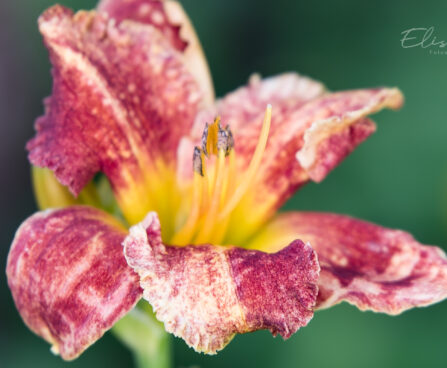 1872_8874_Hemerocallis_Spacecoast_Freaky_Tiki_.JPG