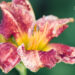 1872_8874_Hemerocallis_Spacecoast_Freaky_Tiki_.JPG