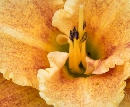 1872_9069_Hemerocallis_Spacecoast_Freaky_Tiki__3.JPG