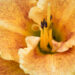 1872_9069_Hemerocallis_Spacecoast_Freaky_Tiki__3.JPG