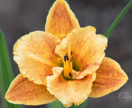 1872_9070_Hemerocallis_Spacecoast_Freaky_Tiki__2.JPG