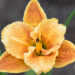 1872_9070_Hemerocallis_Spacecoast_Freaky_Tiki__2.JPG