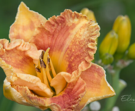 1872_9071_Hemerocallis_Spacecoast_Freaky_Tiki_.JPG