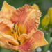 1872_9071_Hemerocallis_Spacecoast_Freaky_Tiki_.JPG