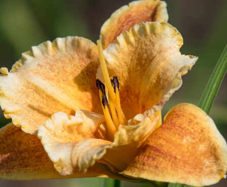 1872_9082_Hemerocallis_Spacecoast_Freaky_Tiki_.JPG