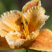 1872_9082_Hemerocallis_Spacecoast_Freaky_Tiki_.JPG