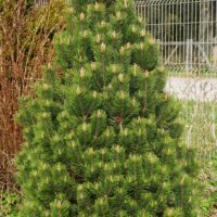 Pinus uncinata 'Pyramidata' -konksmänd