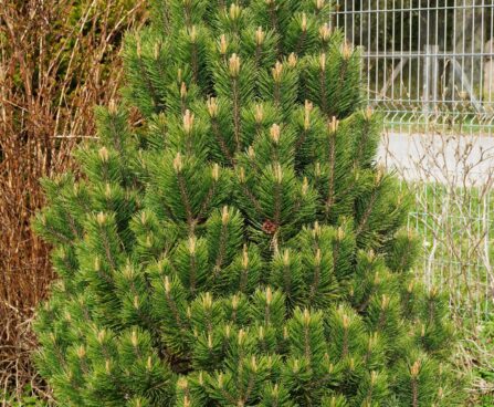 Pinus uncinata 'Pyramidata' -konksmänd