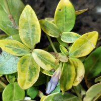 Vinca minor `Illumination`-väike igihali