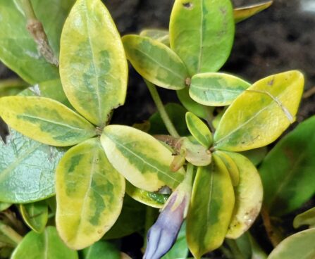Vinca minor `Illumination`-väike igihali