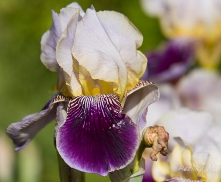 1883_8667_Iris_germanica_Balder__2.JPG