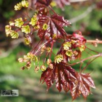Acer platanoides `Schwedleri`-vaher