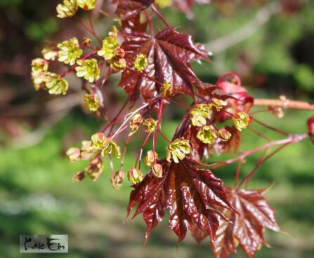 Acer platanoides `Schwedleri`-vaher