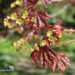 Acer platanoides `Schwedleri`-vaher