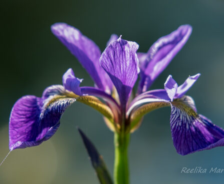 1889_8698_Iris_versicolor_Dark_Aura_.JPG