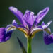 1889_8698_Iris_versicolor_Dark_Aura_.JPG