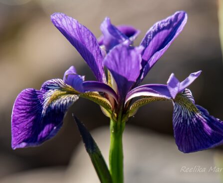 1889_8699_Iris_versicolor_Dark_Aura__2.JPG