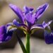 1889_8699_Iris_versicolor_Dark_Aura__2.JPG