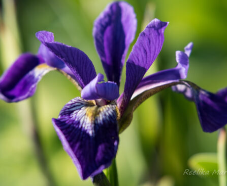 1889_8700_Iris_versicolor_Dark_Aura__3.JPG