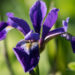 1889_8700_Iris_versicolor_Dark_Aura__3.JPG