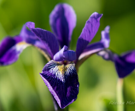 1889_8701_Iris_versicolor_Dark_Aura__4.JPG