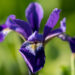 1889_8701_Iris_versicolor_Dark_Aura__4.JPG