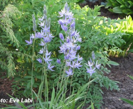 Camassia leichtlinii `Caerulea` nimega