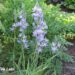 Camassia leichtlinii `Caerulea` nimega