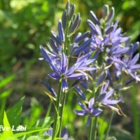 Camassia leichtlinii `Caerulea` nimega2