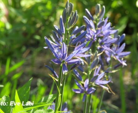 Camassia leichtlinii `Caerulea` nimega2