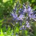 Camassia leichtlinii `Caerulea` nimega2