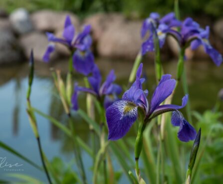 1889_8831_Iris_versicolor_Dark_Aura__3.JPG